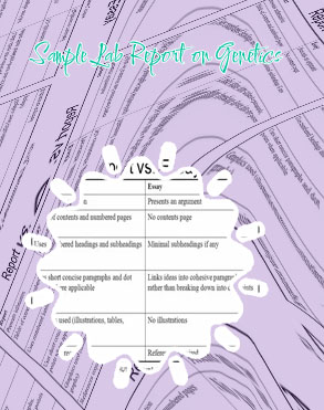 Report sample essay